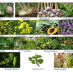 10 best herbal remedies to control diabetes