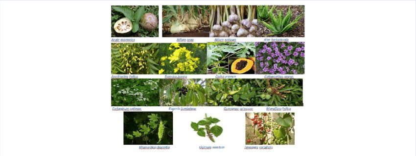 10 best herbal remedies to control diabetes