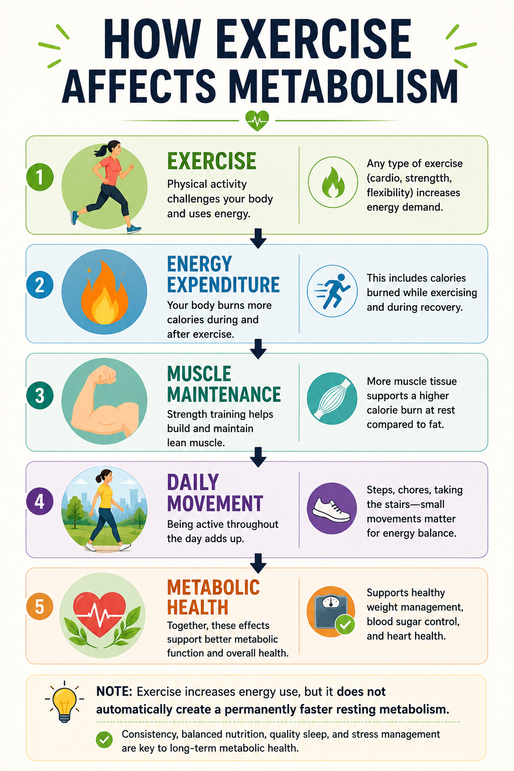 How exercise affects metabolism through energy expenditure, muscle maintenance, and daily movement